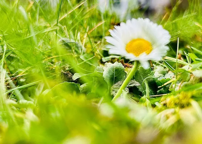 Appartement Happy Place Mit Moselpanoramablick, Dachterrasse Und Sauna *