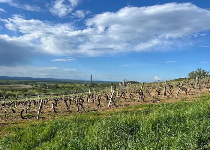 Appartement Happy Place Mit Moselpanoramablick, Dachterrasse Und Sauna Zell